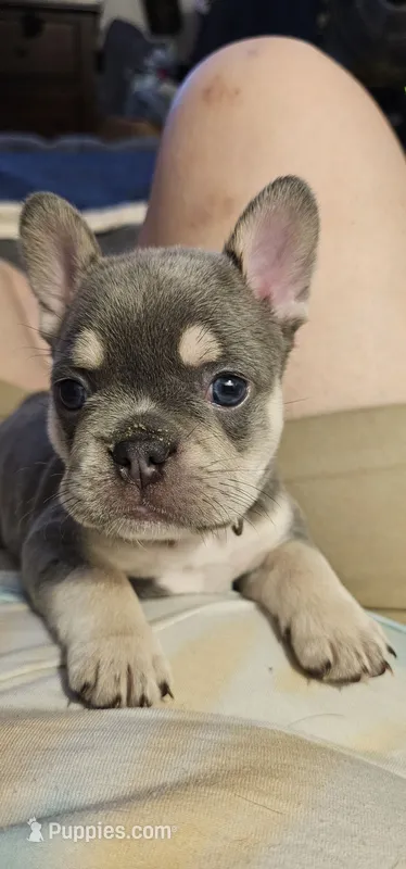 Sugar – French Bulldog puppy for sale in Martinsburg, WV