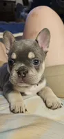 Sugar, a female French Bulldog for sale in Martinsburg, WV – 1 of 3