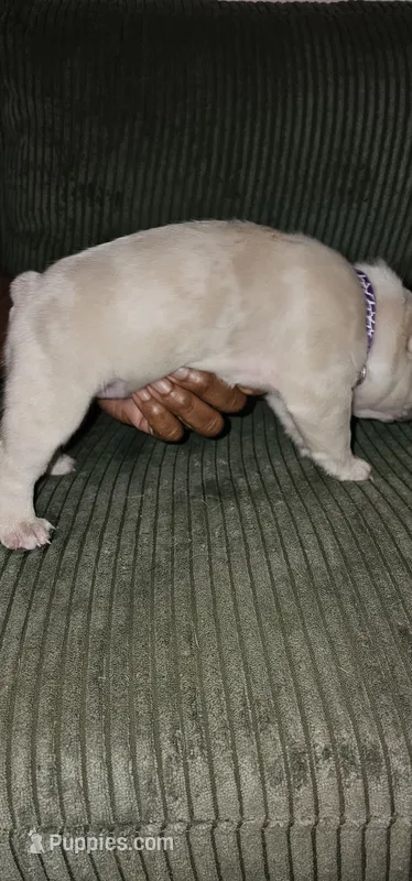 Dior – French Bulldog puppy for sale in Martinsburg, WV