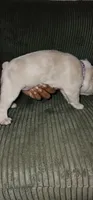 Dior, a female French Bulldog for sale in Martinsburg, WV – 1 of 3