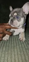 Sugar, a female French Bulldog for sale in Martinsburg, WV – 3 of 3