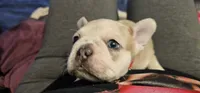 Spec, a male French Bulldog for sale in Martinsburg, WV – 3 of 4