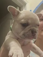 Chanel, a female French Bulldog for sale in Martinsburg, WV – 2 of 3
