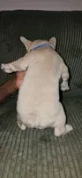 Louis, a male French Bulldog for sale in Martinsburg, WV – 2 of 2