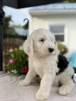Hank, a male Sheepadoodle for sale in Thurmont, MD – 4 of 6