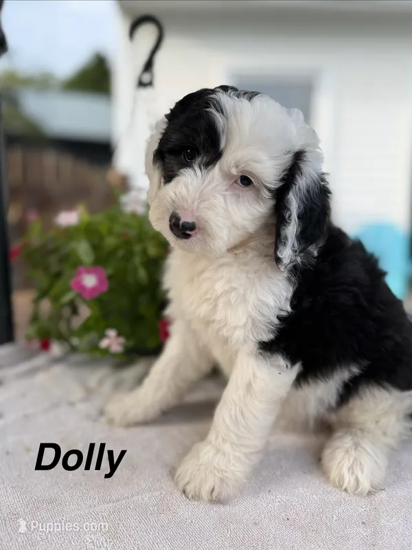 Dolly – Sheepadoodle puppy for sale in Thurmont, MD