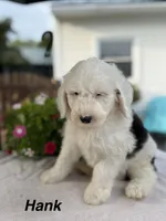 Hank, a male Sheepadoodle for sale in Thurmont, MD – 3 of 6