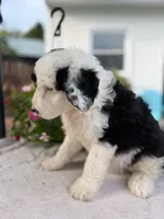Dolly, a female Sheepadoodle for sale in Thurmont, MD – 4 of 7