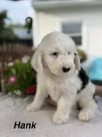 Hank, a male Sheepadoodle for sale in Thurmont, MD – 2 of 6