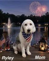 Hank, a male Sheepadoodle for sale in Thurmont, MD – 5 of 6