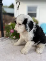 Dolly, a female Sheepadoodle for sale in Thurmont, MD – 3 of 7