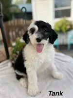 Tank, a male Sheepadoodle for sale in Thurmont, MD – 3 of 5