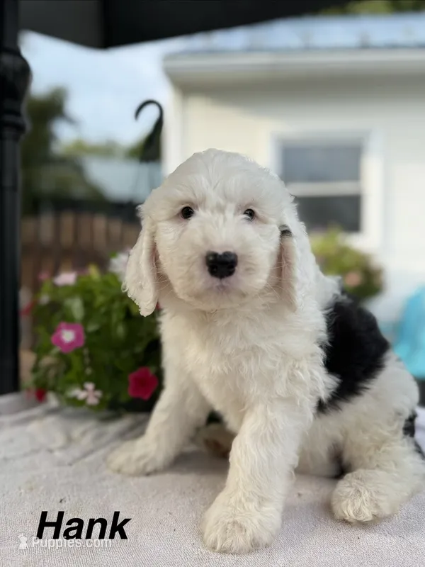 Hank – Sheepadoodle puppy for sale in Thurmont, MD
