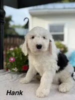 Hank, a male Sheepadoodle for sale in Thurmont, MD – 1 of 6