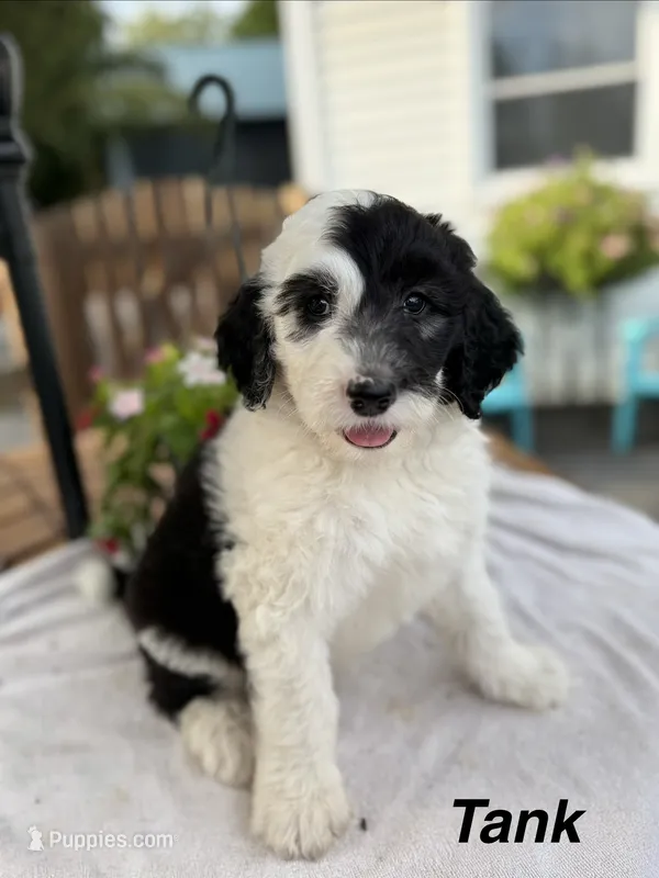 Tank – Sheepadoodle puppy for sale in Thurmont, MD