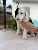 Reba, a female Sheepadoodle for sale in Thurmont, MD – 4 of 6