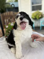 Tank, a male Sheepadoodle for sale in Thurmont, MD – 2 of 5
