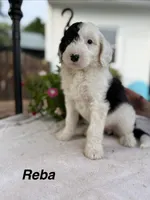 Reba, a female Sheepadoodle for sale in Thurmont, MD – 3 of 6