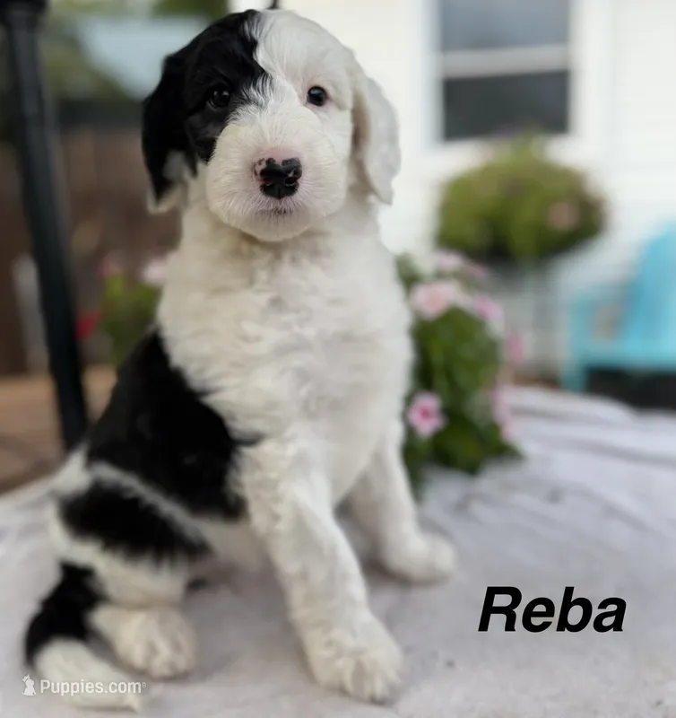 Reba – Sheepadoodle puppy for sale in Thurmont, MD