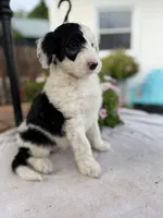 Reba, a female Sheepadoodle for sale in Thurmont, MD – 2 of 6