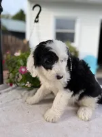 Dolly, a female Sheepadoodle for sale in Thurmont, MD – 5 of 7
