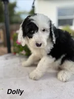 Dolly, a female Sheepadoodle for sale in Thurmont, MD – 2 of 7