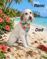 Hank, a male Sheepadoodle for sale in Thurmont, MD – 6 of 6