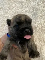 Blue collar boy, a male Cairn Terrier for sale in Carrollton, OH – 4 of 6