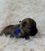 Blue collar boy, a male Cairn Terrier for sale in Carrollton, OH – 3 of 6
