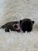 Pink collar, a female Cairn Terrier for sale in Carrollton, OH – 2 of 3