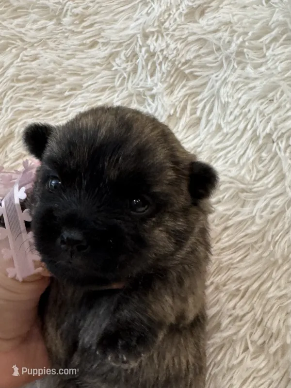 Pink collar – Cairn Terrier puppy for sale in Carrollton, OH