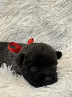 Red collar boy, a male Cairn Terrier for sale in Carrollton, OH – 4 of 6
