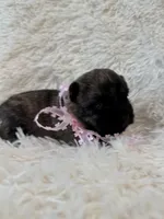 Pink collar, a female Cairn Terrier for sale in Carrollton, OH – 3 of 3