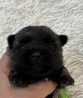 Green collar boy, a male Cairn Terrier for sale in Carrollton, OH – 2 of 6
