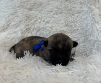 Blue collar boy, a male Cairn Terrier for sale in Carrollton, OH – 5 of 6