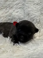 Red collar boy, a male Cairn Terrier for sale in Carrollton, OH – 3 of 6
