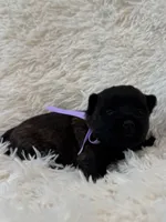 Purple collar, a female Cairn Terrier for sale in Carrollton, OH – 1 of 3