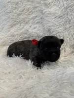 Red collar boy, a male Cairn Terrier for sale in Carrollton, OH – 6 of 6