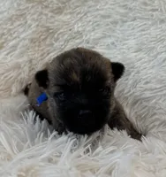 Blue collar boy, a male Cairn Terrier for sale in Carrollton, OH – 6 of 6
