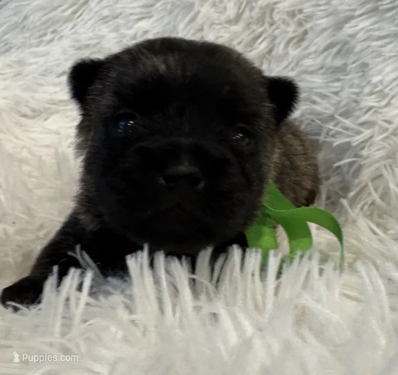 Green collar boy – Cairn Terrier puppy for sale in Carrollton, OH