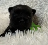 Green collar boy, a male Cairn Terrier for sale in Carrollton, OH – 1 of 6