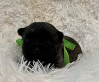 Green collar boy, a male Cairn Terrier for sale in Carrollton, OH – 6 of 6