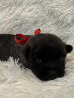 Red collar boy, a male Cairn Terrier for sale in Carrollton, OH – 1 of 6