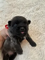 Red collar boy, a male Cairn Terrier for sale in Carrollton, OH – 5 of 6