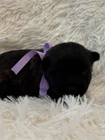 Purple collar, a female Cairn Terrier for sale in Carrollton, OH – 2 of 3