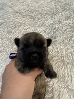 Blue collar boy, a male Cairn Terrier for sale in Carrollton, OH – 2 of 6