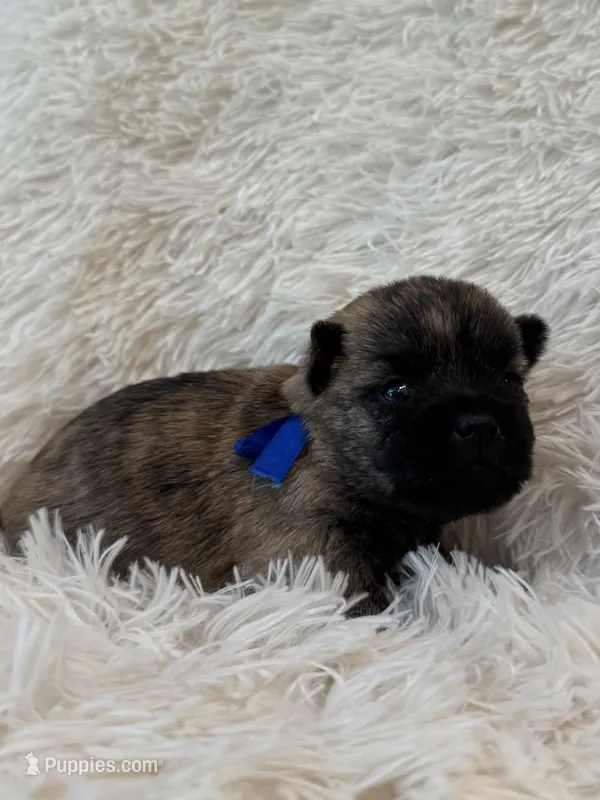 Blue collar boy – Cairn Terrier puppy for sale in Carrollton, OH