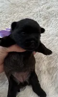 Purple collar, a female Cairn Terrier for sale in Carrollton, OH – 3 of 3