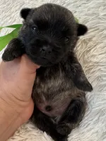 Green collar boy, a male Cairn Terrier for sale in Carrollton, OH – 5 of 6
