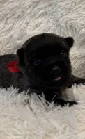 Red collar boy, a male Cairn Terrier for sale in Carrollton, OH – 2 of 6